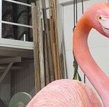 Jättestor flamingo.