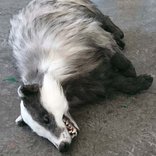 Animal props badger