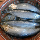 Fake herrings in a bowl.